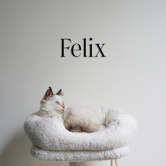 White cat named Felix lying on a white cushioned cat tree against a plain background - Acrylic glass name felix