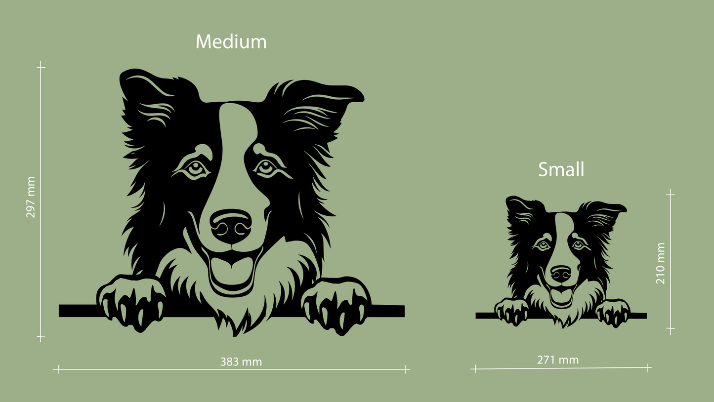 Sizes for pet wall decor featuring an illustration of a Border Collie. Acrylic glass decor - Vibewall