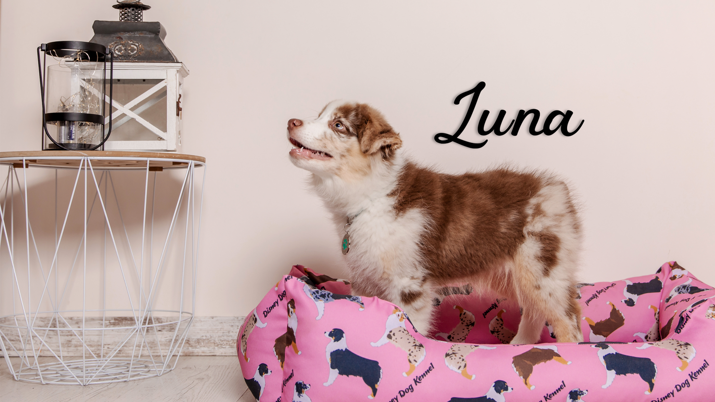 This pet wall decor features the name “Luna” in a clean, elegant design that adds a personalized touch to any space. Acrylic glass decor - Vibewall