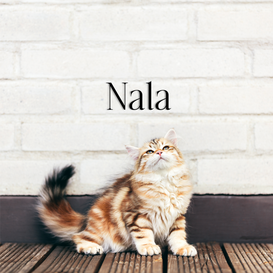 This pet wall decor features the name “Nala” in a clean, elegant design that adds a personalized touch to any space. Acrylic glass decor - Vibewall
