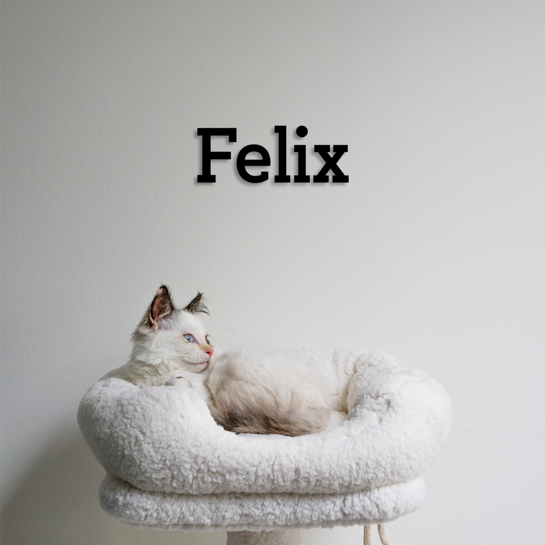 White cat named Felix lying on a white cushioned cat tree against a plain background - Acrylic glas name Felix