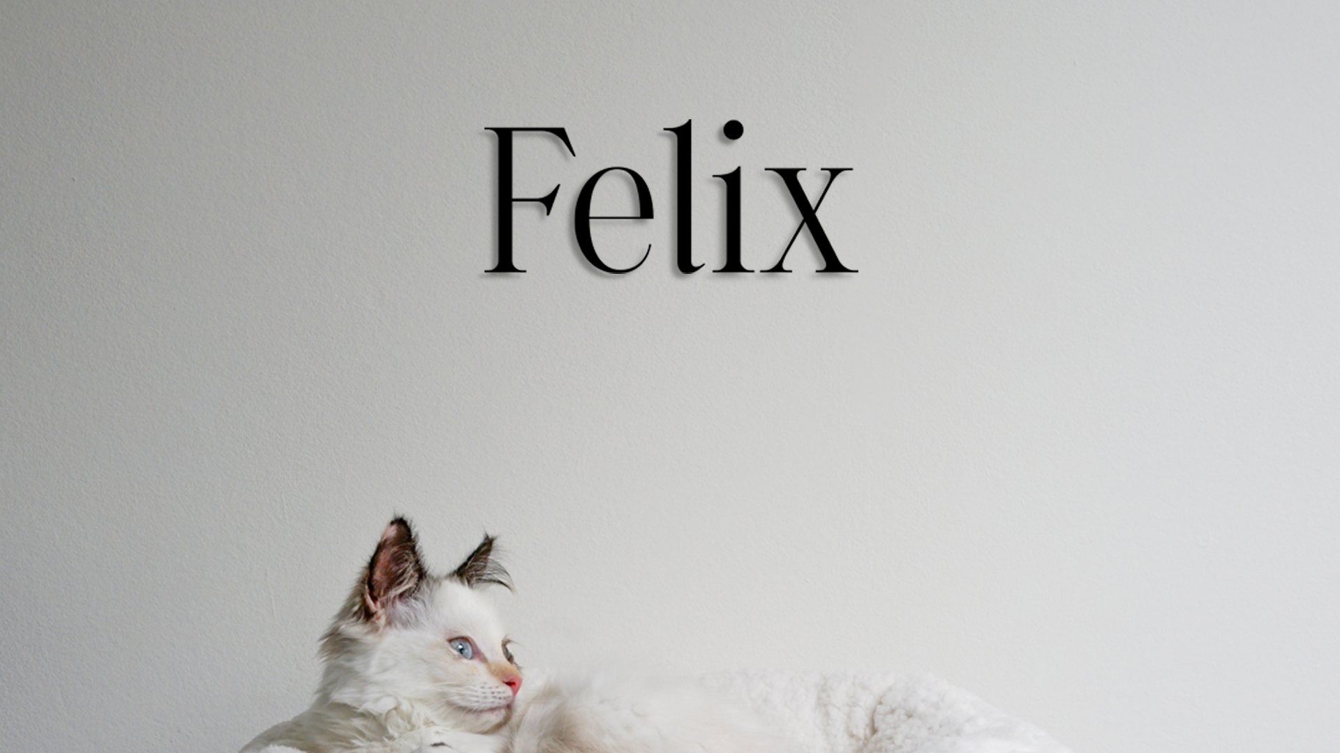 White cat with blue eyes lying on a white background with 'Felix' text above. - Acrylic glas name Felix