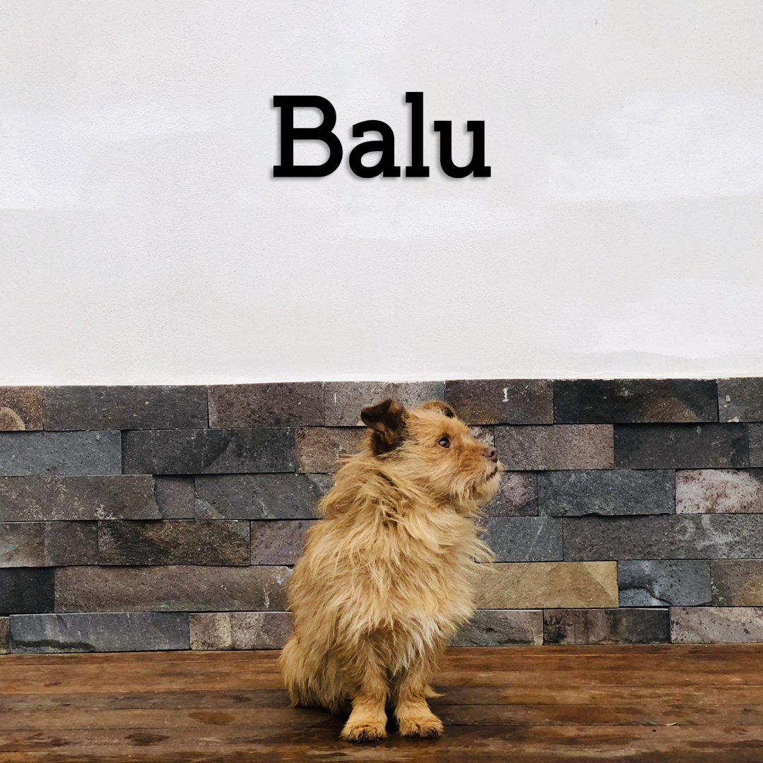 Small dog standing in front of a stone wall with 'Balu' written above - Acrylic glas wall dekor - Vibewall