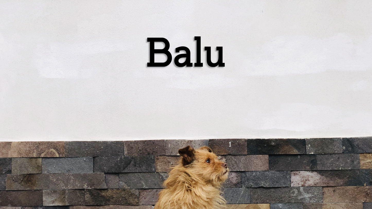 Dog named Balu looking over a stone wall with a plain background - Acrylic glass wall dekor - Vibewall