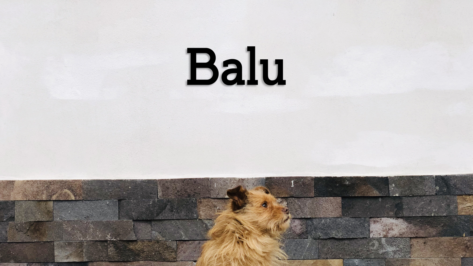 Dog named Balu looking over a stone wall with a plain background - Acrylic glass wall dekor - Vibewall
