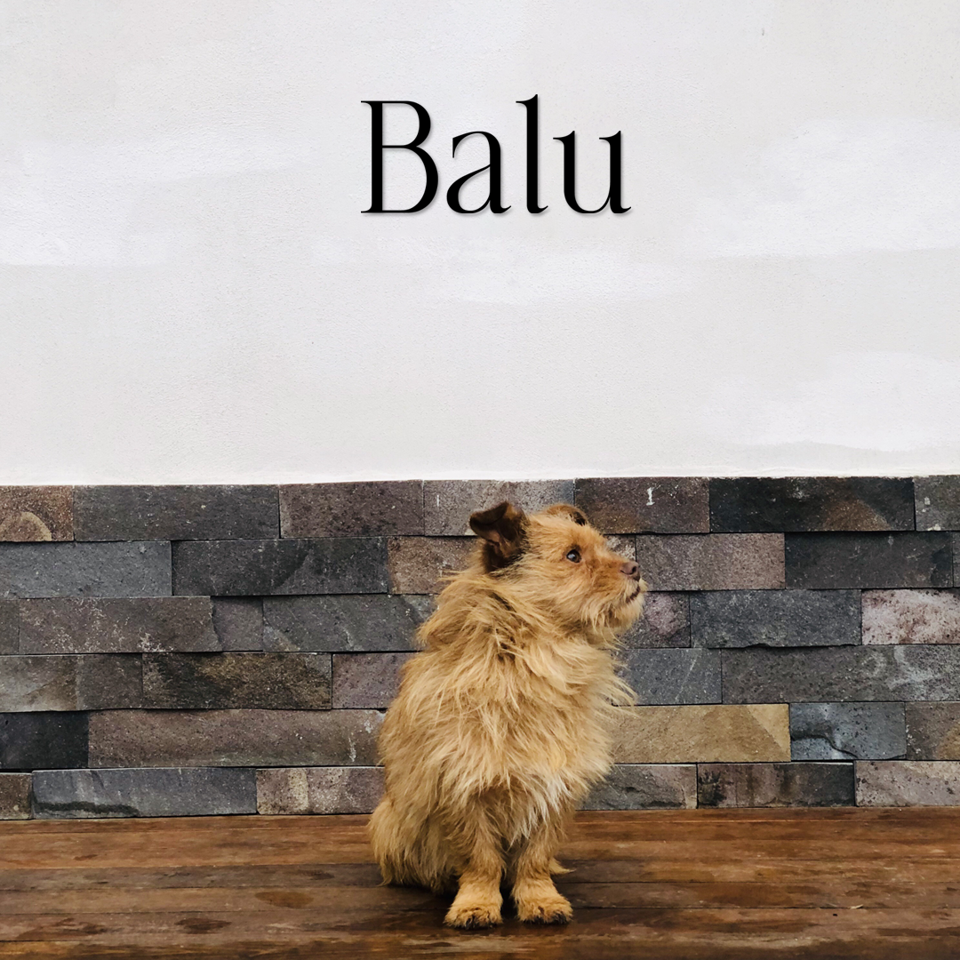 Dog named Balu sitting on a wooden floor with a stone wall background - Acrylic glas wall dekor - Vibewall