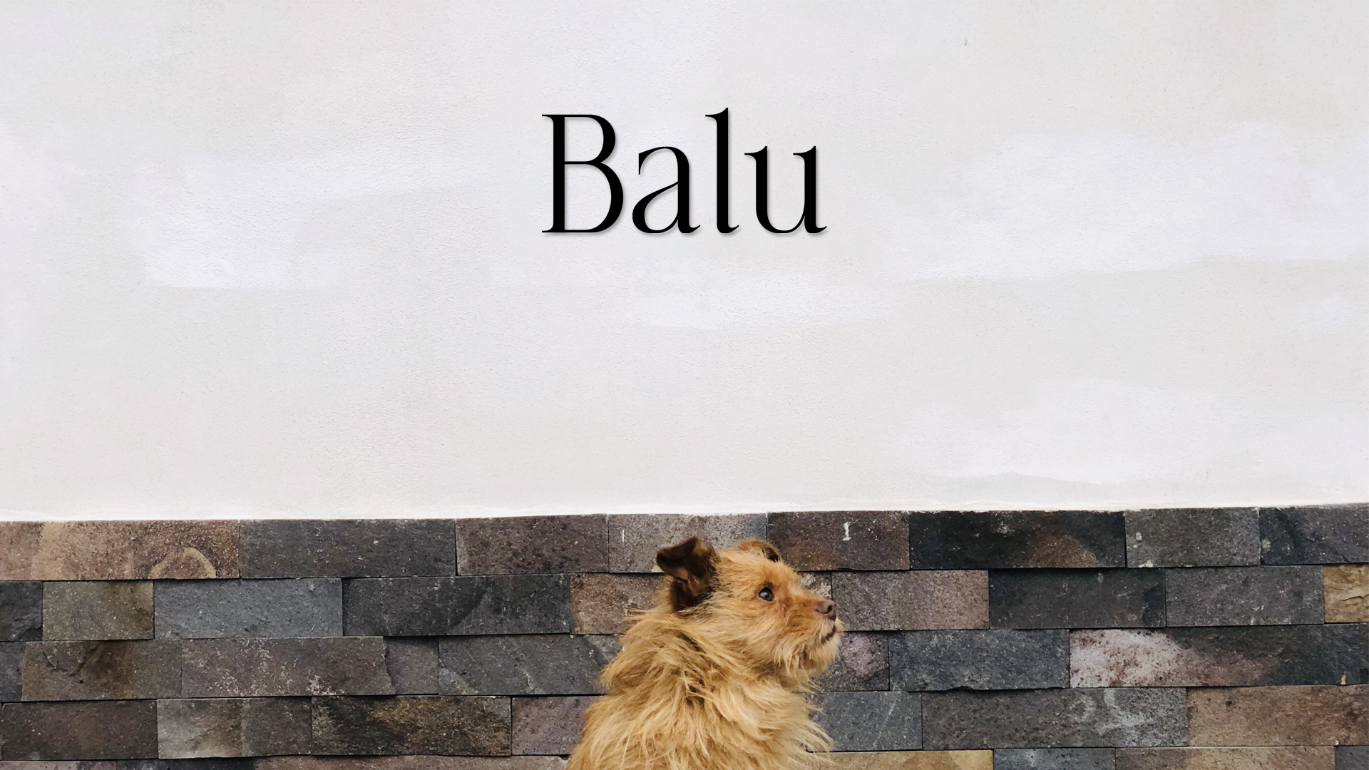 Dog named Balu looking over a stone wall with a plain background - Acrylic glas wall dekor - Vibewall