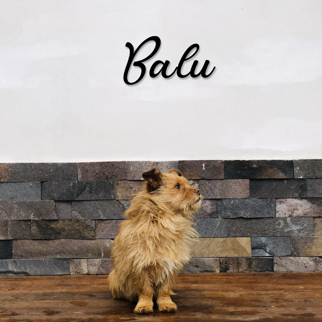 Small dog standing on a wooden floor with a stone wall background and 'Balu' text above. Acrylic glas wall dekor - Vibewall