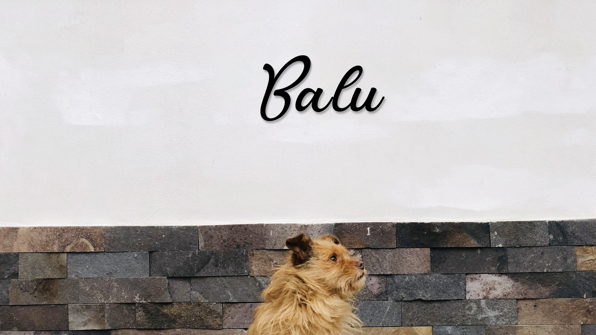 Dog looking over a stone wall with 'Balu' written above on a white background - Acrylic glas wall dekor - Vibewall