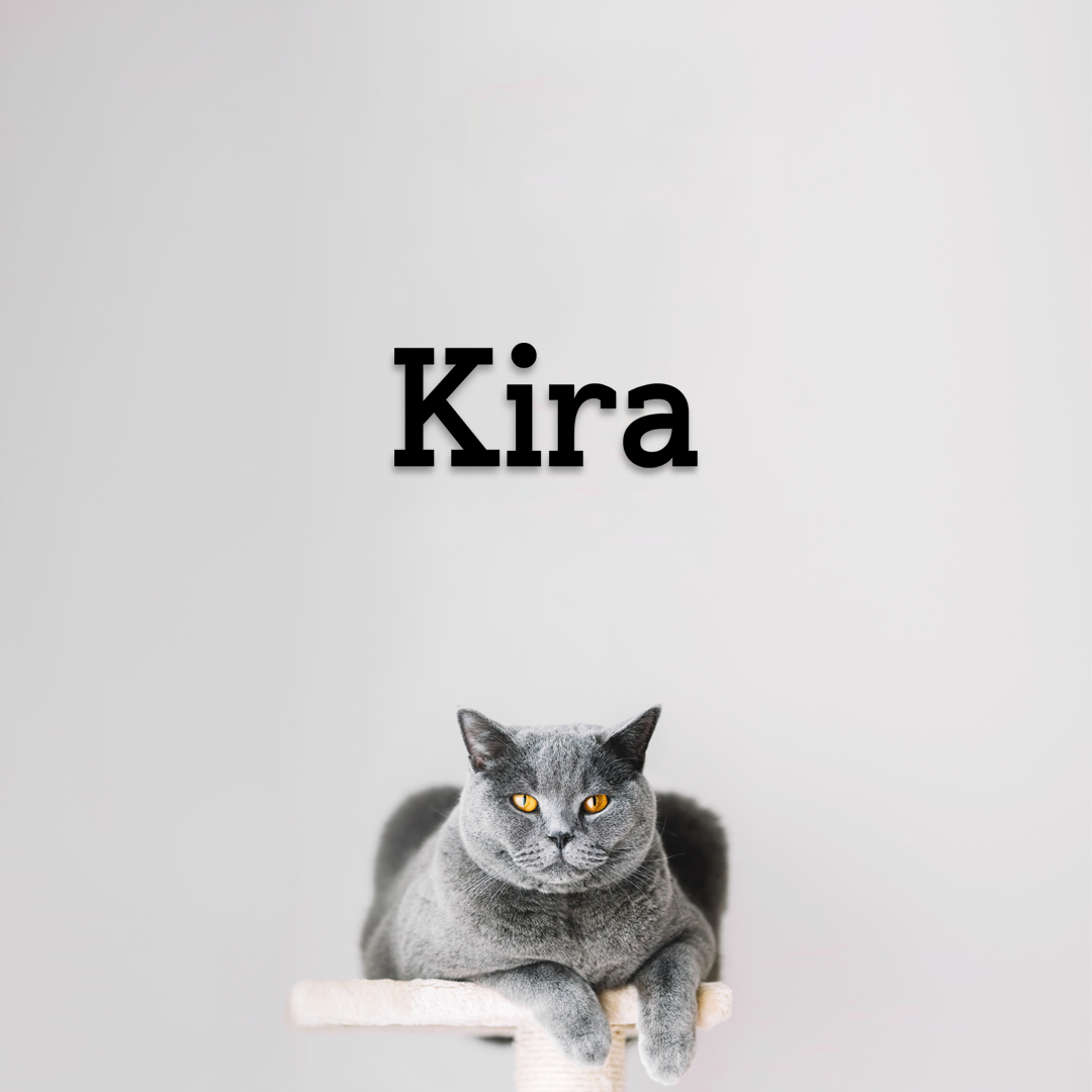 Gray cat named Kira sitting on a white surface with a light gray background - Acrylic glas wall dekor - Vibewall