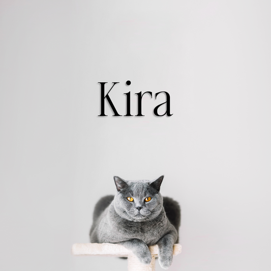 Gray cat named Kira sitting on a white surface with a light gray background - Acrylic glas wall dekor - Vibewall