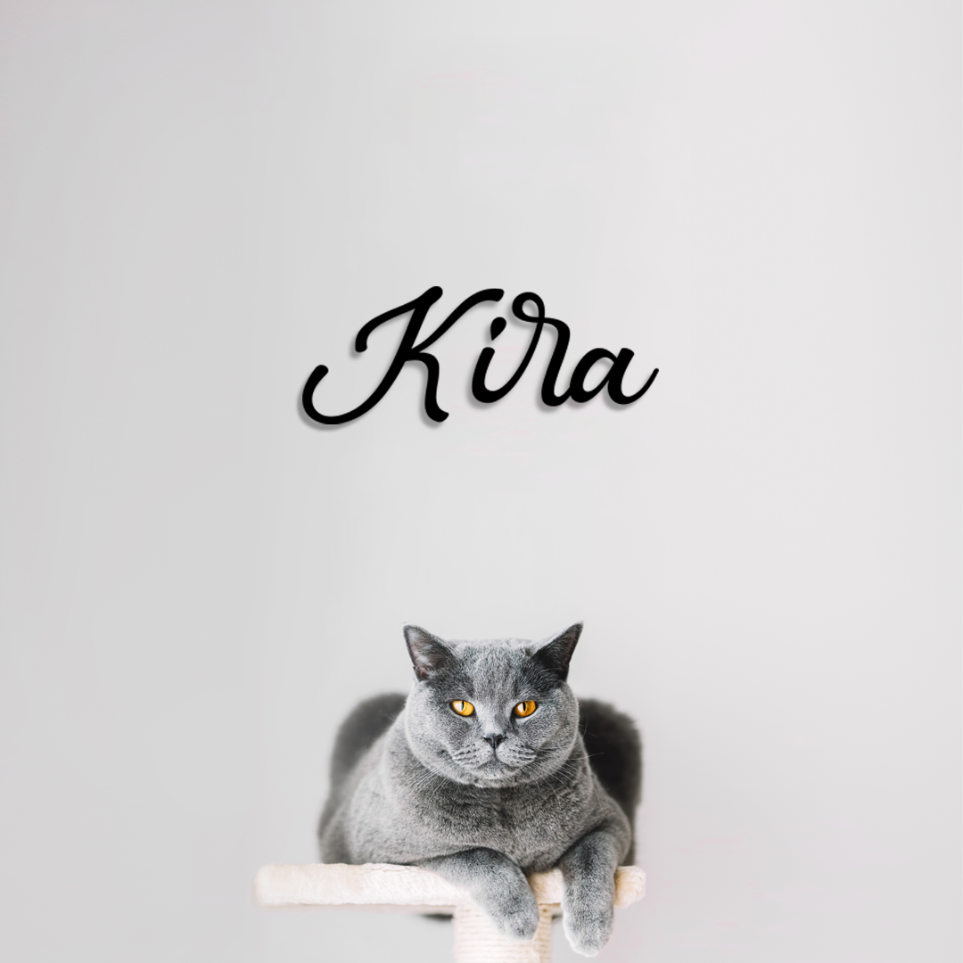 Gray cat sitting on a white surface with 'Kira' written above it on a light gray background - Acrylic glas wall dekor - Vibewall