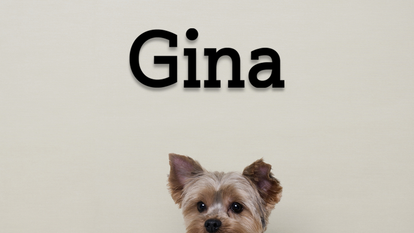 Dog named Gina on a plain background - Acrylic glas wall dekor - Vibewall