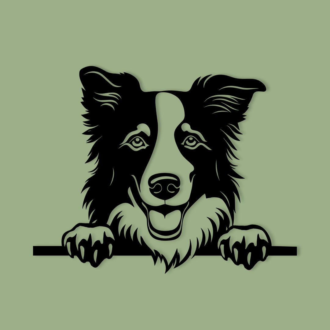 Pet wall decor featuring an illustration of a Border Collie. Acrylic glass decor - Vibewall