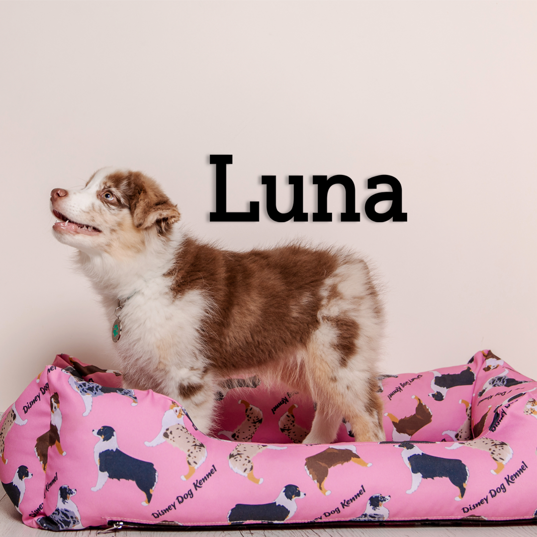 This pet wall decor features the name “Luna” in a clean, elegant design that adds a personalized touch to any space. Acrylic glass decor - Vibewall