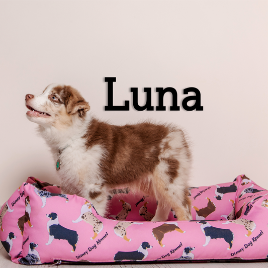 This pet wall decor features the name “Luna” in a clean, elegant design that adds a personalized touch to any space. Acrylic glass decor - Vibewall