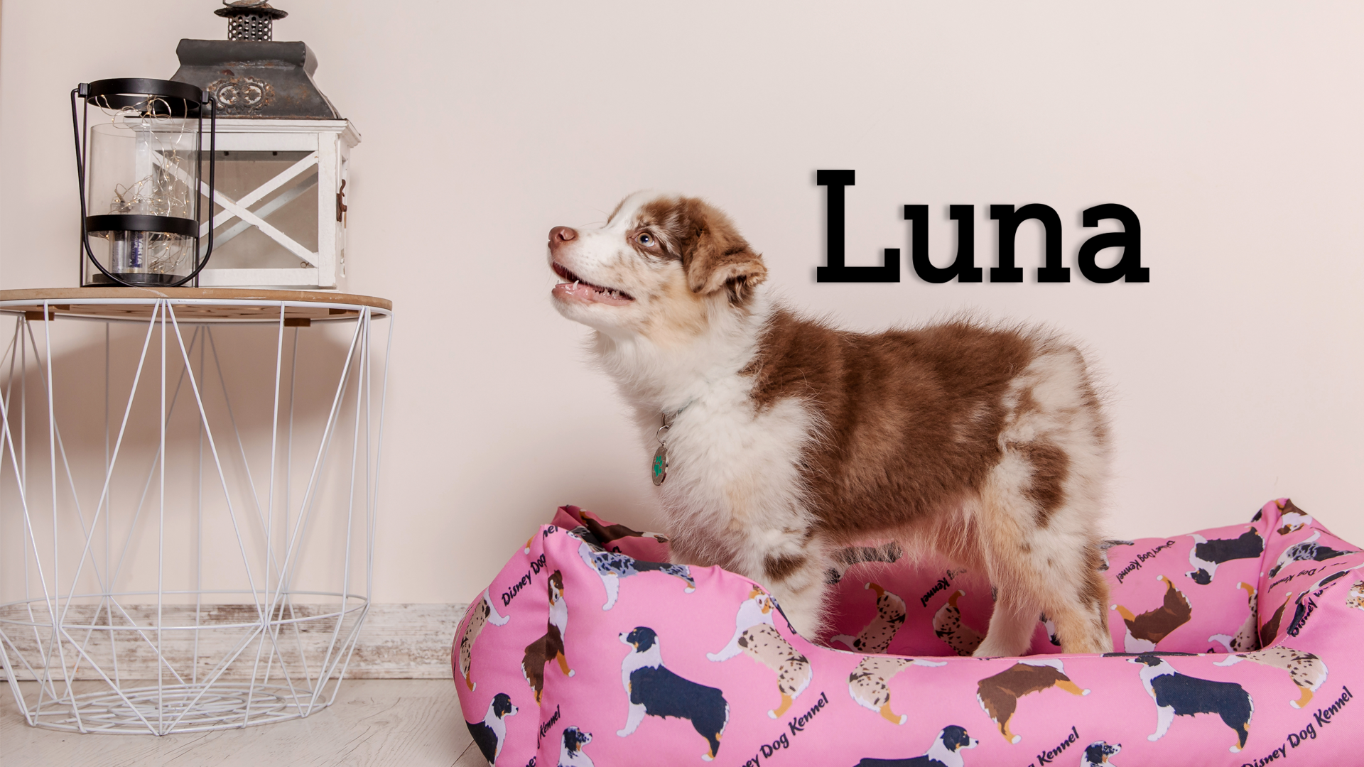 This pet wall decor features the name “Luna” in a clean, elegant design that adds a personalized touch to any space. Acrylic glass decor - Vibewall