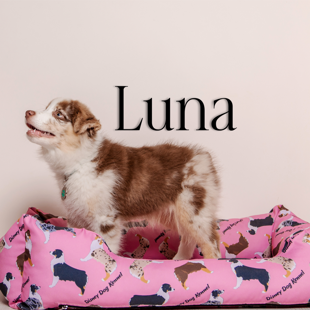 This pet wall decor features the name “Luna” in a clean, elegant design that adds a personalized touch to any space. Acrylic glass decor - Vibewall