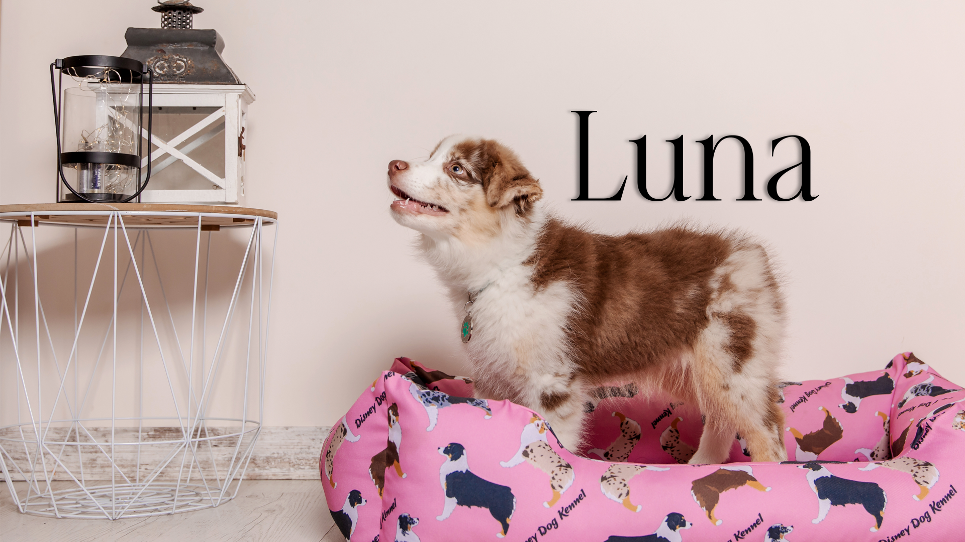 This pet wall decor features the name “Luna” in a clean, elegant design that adds a personalized touch to any space. Acrylic glass decor - Vibewall