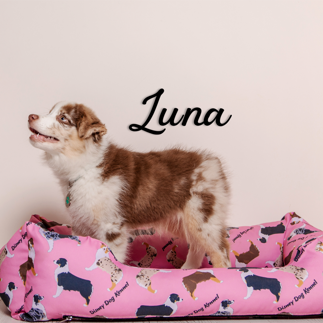 This pet wall decor features the name “Luna” in a clean, elegant design that adds a personalized touch to any space. Acrylic glass decor - Vibewall