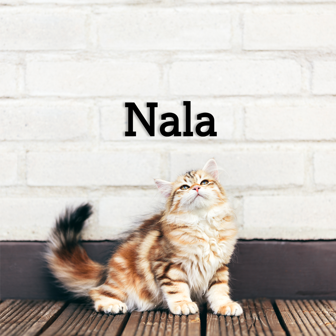 This pet wall decor features the name “Nala” in a clean, elegant design that adds a personalized touch to any space. Acrylic glass decor - Vibewall