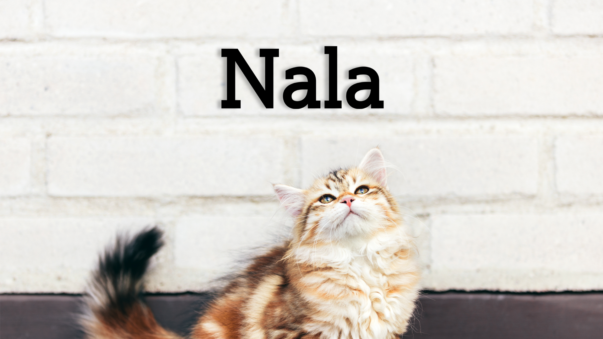 This pet wall decor features the name “Nala” in a clean, elegant design that adds a personalized touch to any space. Acrylic glass decor - Vibewall