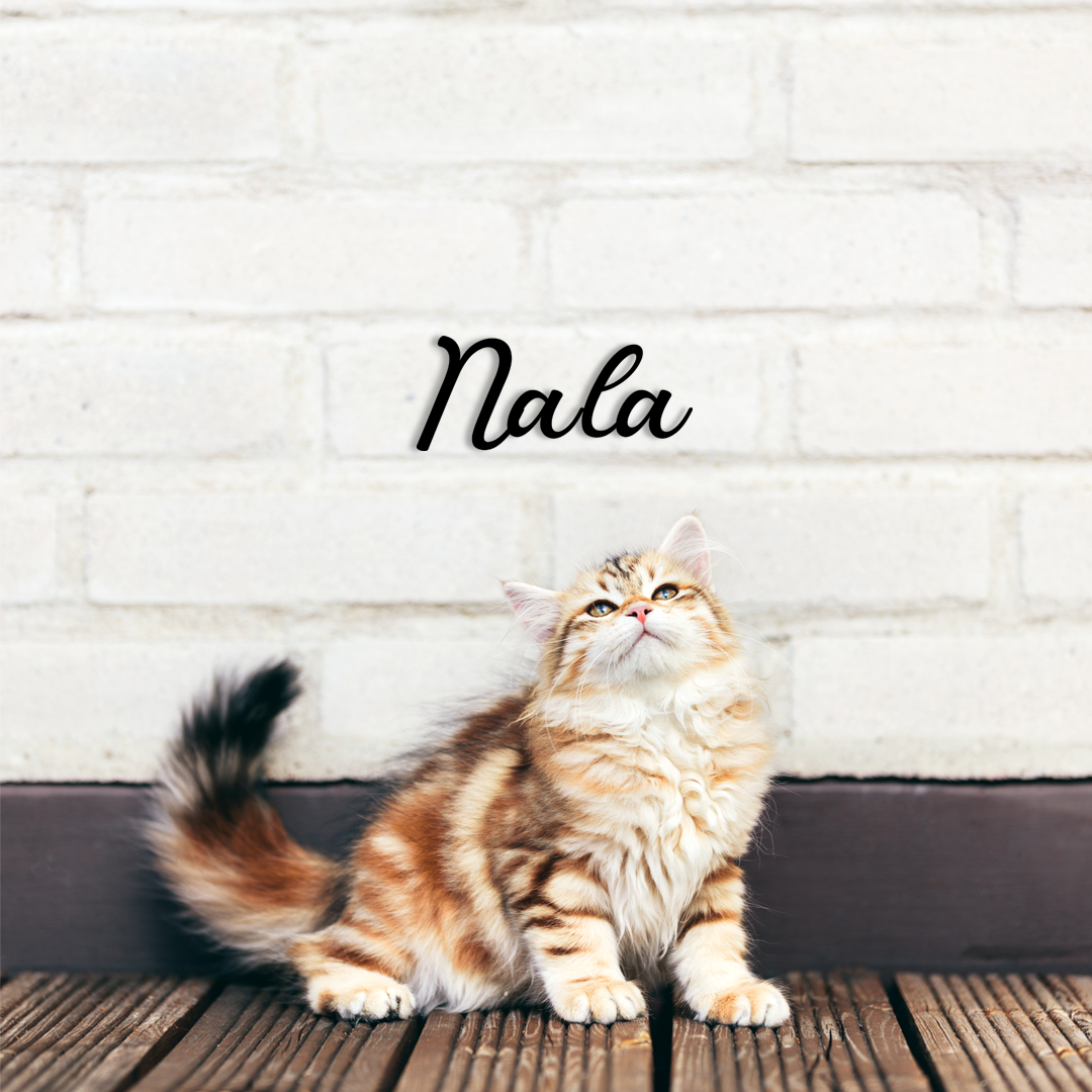 This pet wall decor features the name “Nala” in a clean, elegant design that adds a personalized touch to any space. Acrylic glass decor - Vibewall